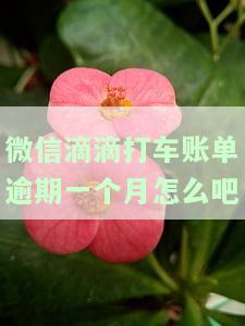 微信滴滴打车账单逾期一个月怎么吧