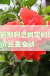 逾期的利率及其上限
