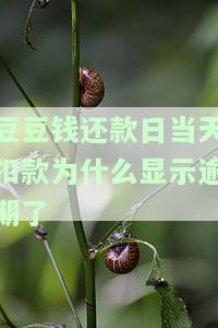 豆豆钱还款日当天扣款为什么显示逾期了