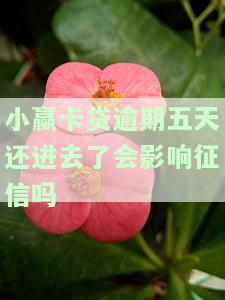 小赢卡贷逾期几天，现在要我全额还款，后续是否能再贷款？