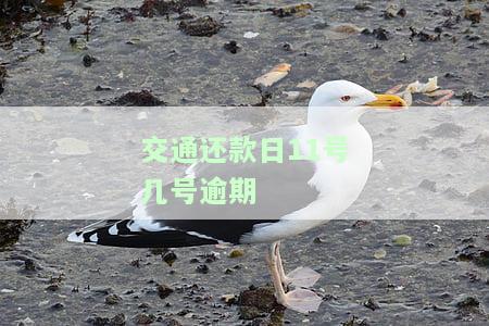 交通还款日10号账单日几号还款
