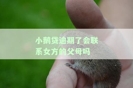 小鹅贷逾期会联系女方的母吗？