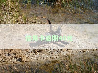 信用卡逾期40元影响征信吗？如何处理信用卡逾期40天的影响？