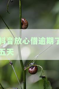 抖音放心借逾期了五天