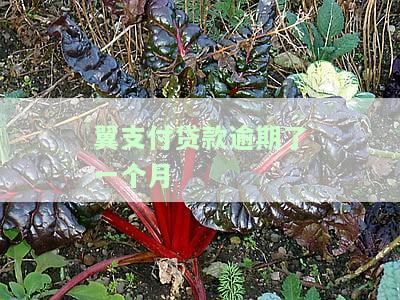 翼支付贷款逾期了一个月
