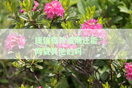 捷信贷款逾期还能网贷其他的吗