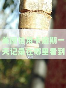美团信用卡逾期一天记录在哪里看到