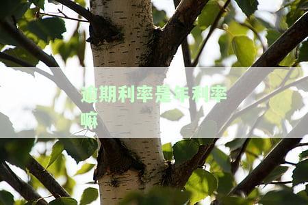 逾期利息年利率的计算和合法利率标准