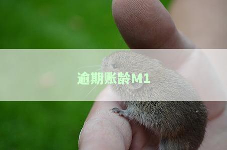逾期账龄M1、M2、M6的意思