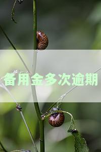 备用金多次逾期会上征信吗及应对措