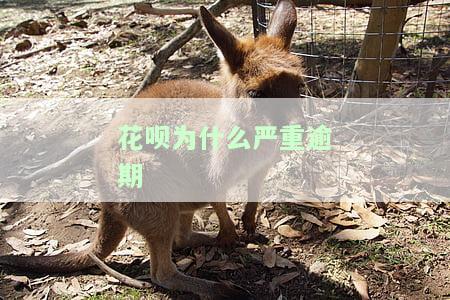 花呗为什么严重逾期呢，如何解决和长逾期期限？