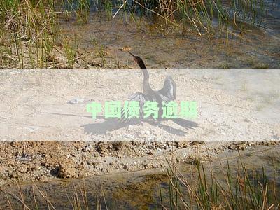 债务逾期后果及处理咨询