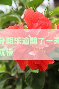 分期乐逾期了一天就催