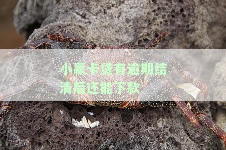 小赢卡贷还没还完,可以再借吗，安全吗，怎么还，未还清能借吗，不打算还了