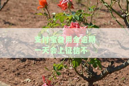 备用金逾期一天有事吗? 宽限期有三天吗?