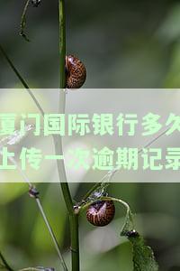 厦门国际银行还款时间及查询