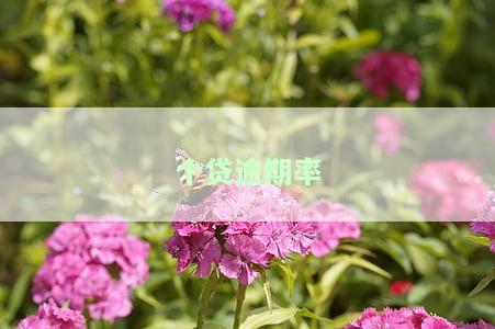 个贷逾期率是经济的晴雨表及其问题与分析
