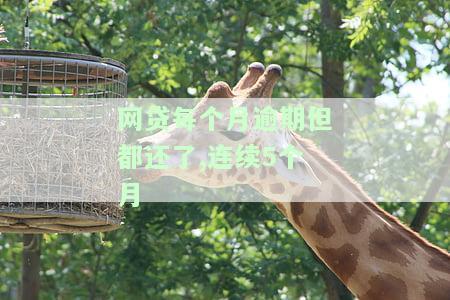 网贷每个月逾期但都还了,连续5个月
