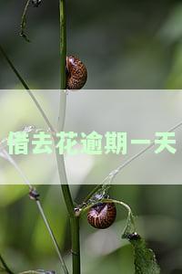 借去花逾期一天