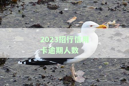2023招行信用卡逾期人数