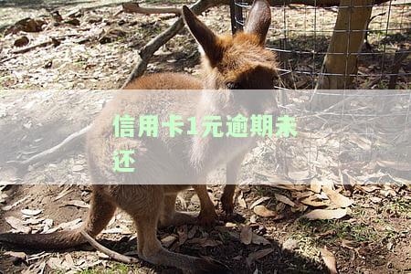 信用卡1元逾期未还