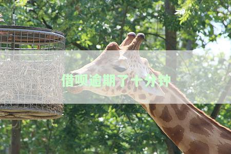 借呗逾期了十分怎么还款？会上征信吗？