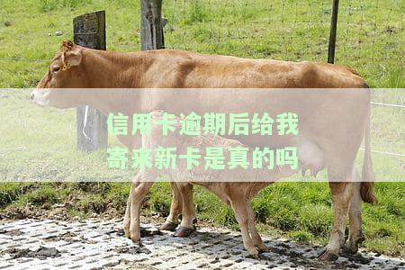 信用卡逾期后给我寄来新卡是真的吗