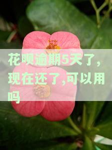 花呗逾期5天了,现在还了,还能用吗有影响吗？