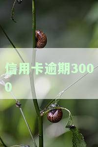 信用卡逾期3000多会被起诉吗及应对措