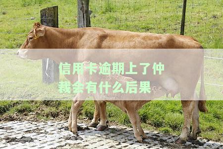信用卡逾期上了仲裁会有什么后果