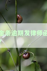 金条逾期发律师函?