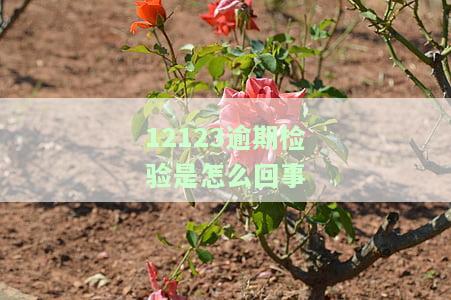 12123逾期检验是怎么回事