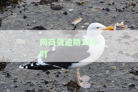 网商贷逾期半小时,多久可以重新使用额度及借呗？办法弥补一个小时的逾期