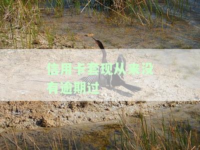 信用卡从来没有逾期过怎么办理？