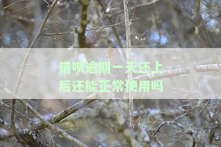 借呗忘了还了，逾期一天了怎么办？