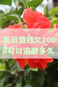 美团借款欠几天后能再借，逾期15天未还该如何处理？