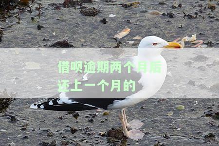 借呗逾期两个月后还上一个月的