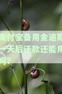 支付宝备用金逾期一天后还款还能用吗？
