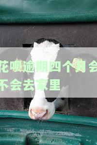 支付宝花呗逾期四个月会去家里吗