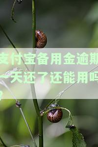 支付宝备用金逾期一天还了是否安全可靠？