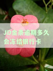金东金条逾期多久会走法律程序，外访或联系联系人？