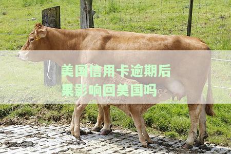 美国人信用卡逾期后果及处理方法