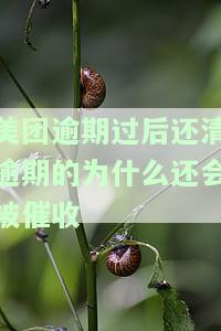 美团逾期还清为何仍受催收影响，逾期还清后美团是否要求全额偿还，逾期清欠后还能再借吗，逾期后多久能恢复使用？