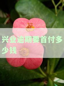 兴业逾期要首付多少钱