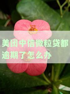 美团中信微粒贷都逾期了怎么办