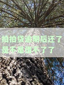 拍拍贷逾期后还了是不是借不了了
