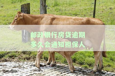 邮政银行房贷逾期多久会通知担保人