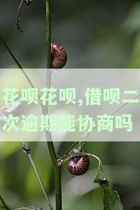 花呗花呗,借呗二次逾期能协商吗