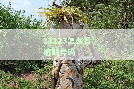 如何查12123违章图片、考试成绩、未被选的车牌号及电子票据