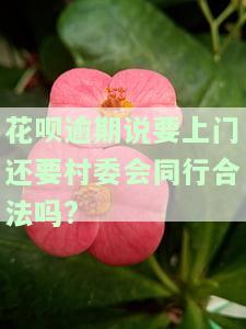 花呗逾期会上门联合村委会催收，调查欠款文件